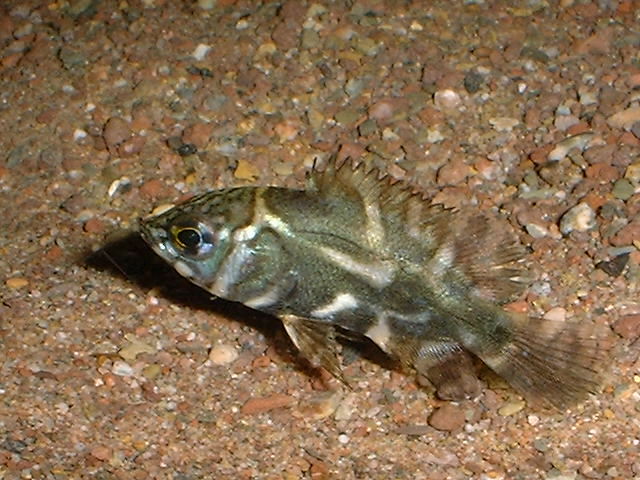 Astronotus ocellatus Suni Lake 