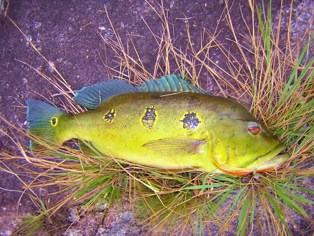 Cichla orinocensis Sibapo