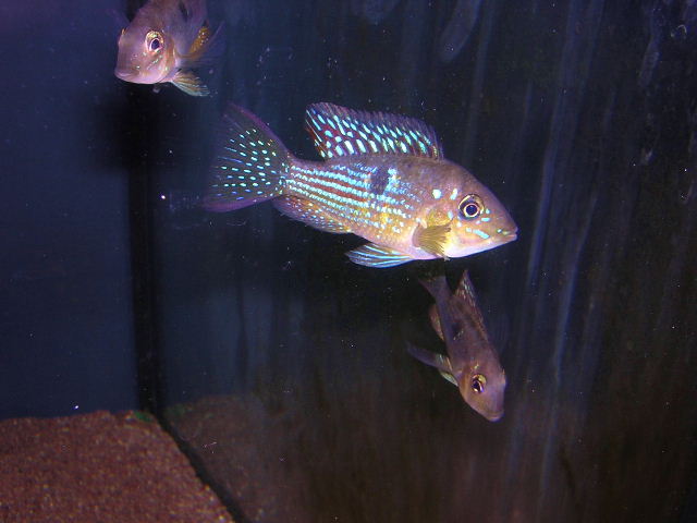 Gymnogeophagus sp. Rosario II