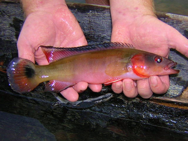 Crenicichla lugubris Ventuari