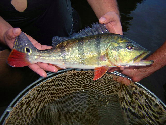 Cichla temensis Orinoco