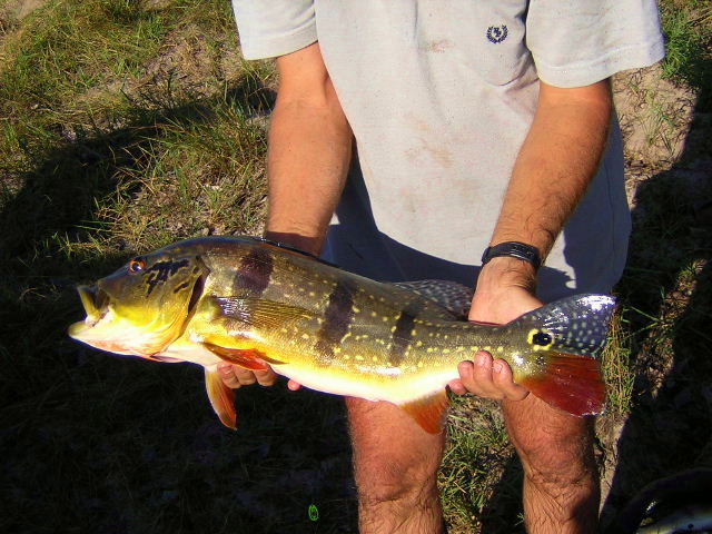 Cichla temensis Llianos 