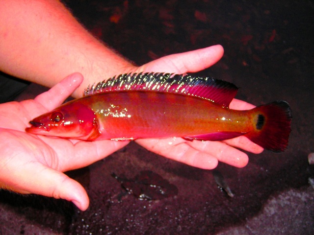 Crenicichla lugubris Atabapo