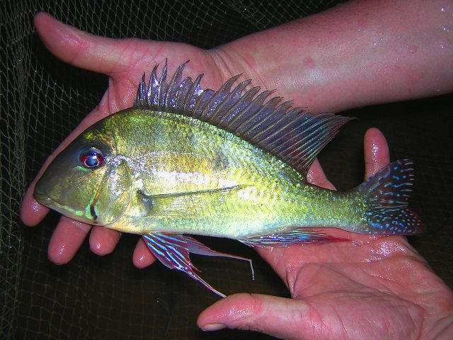   Geophagus dicrozoster