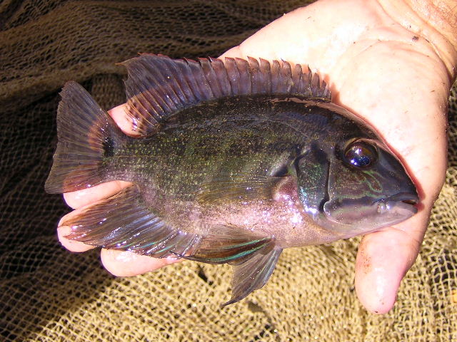 Hoplarchus psittacus Cao Mocho Llianos 