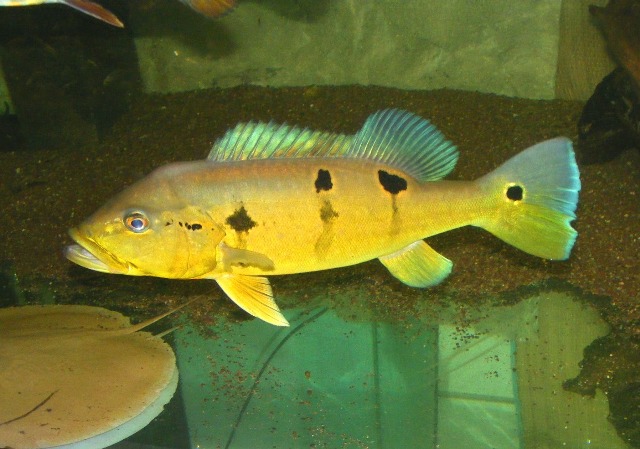 Cichla pinima Tapajos