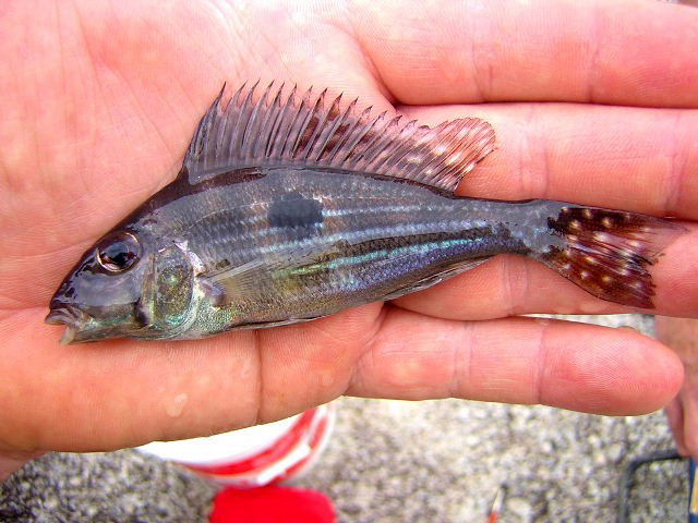 Geophagus sp. Atabapo