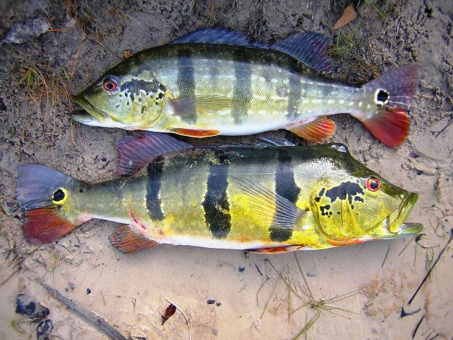 Cichla temensis Naure 