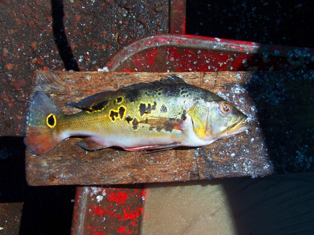 Cichla nigromaculata Orinoco