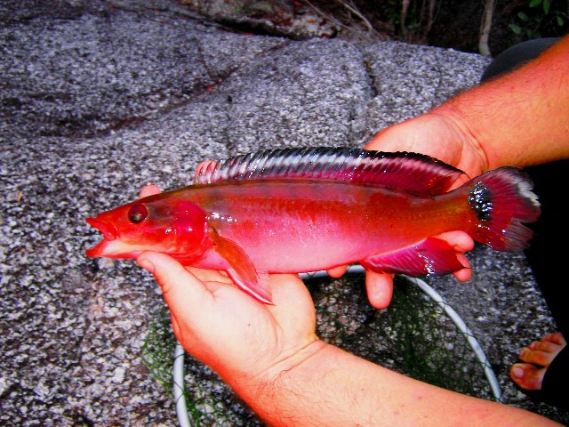 Crenicichla lugubris Atabapo