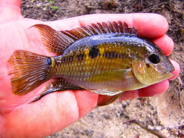 Aequidens tetramerus Naure