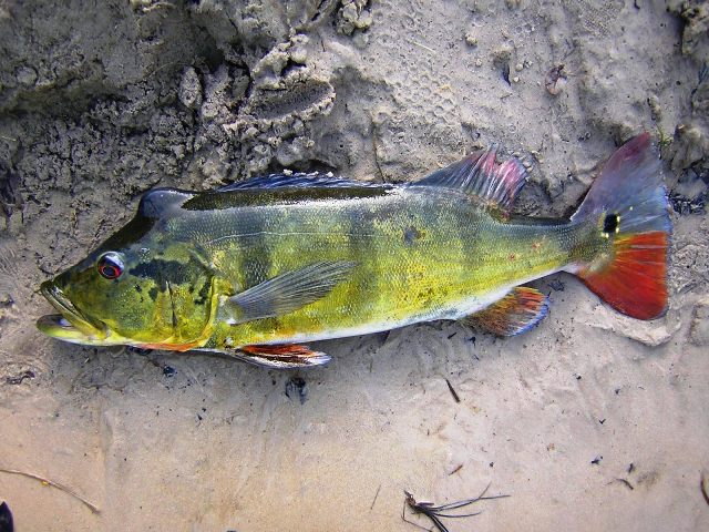 Cichla temensis