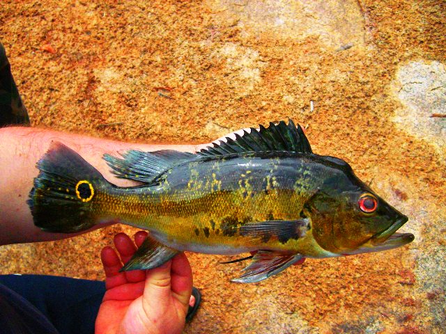 Cichla nigromaculata Casiquiare