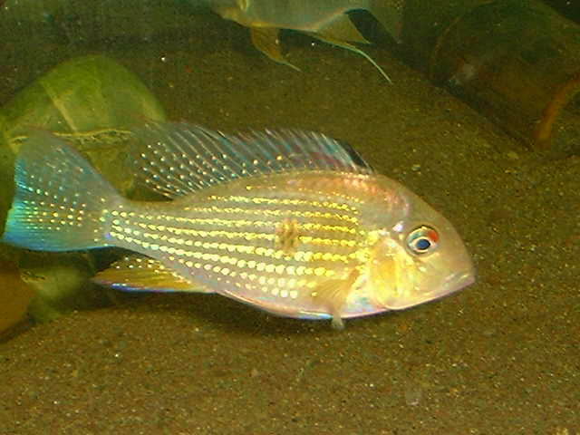 Acarichthys heckelii