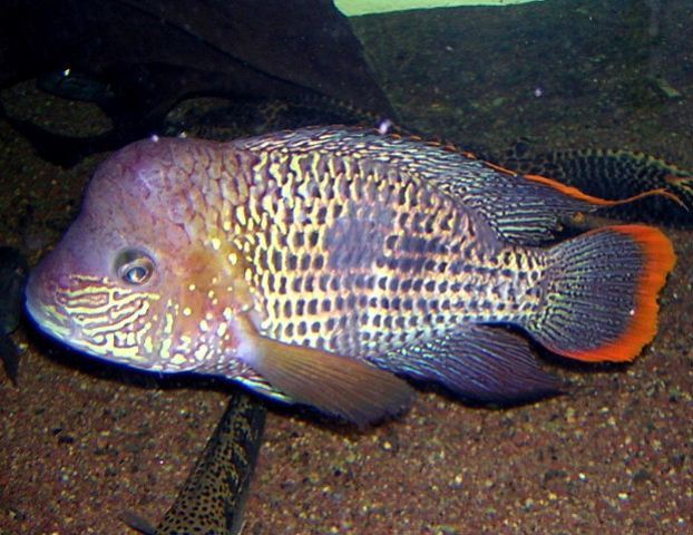 Aequidens rivulatus