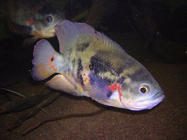 Astronotus ocellatus