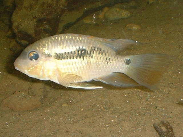 Burjurquina megalospilus