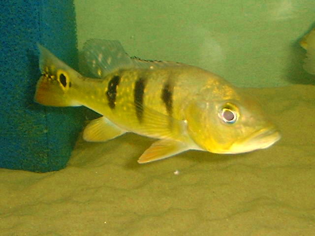 Cichla kelberi