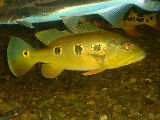 Cichla orinocensis Orinoco