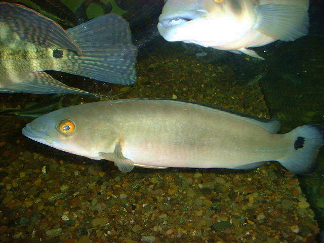 Crenicichla lugubris Orinoco