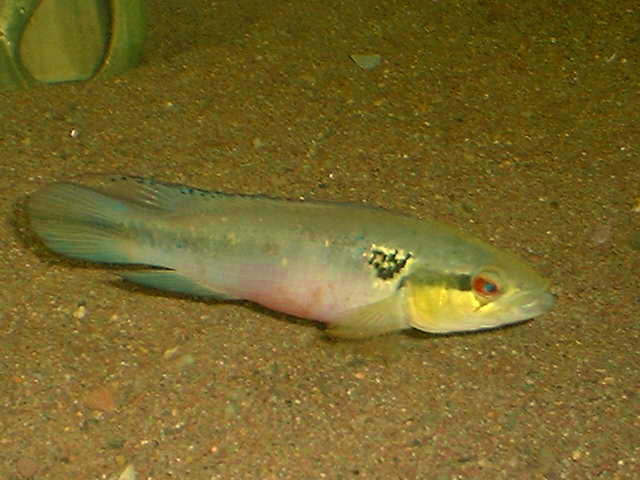 Crenicichla lepidota FEMALE