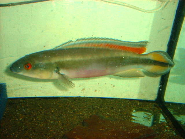 Crenicichla johanna 