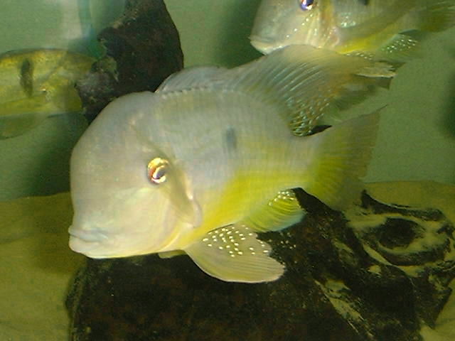 Gymnogeophagus balzani