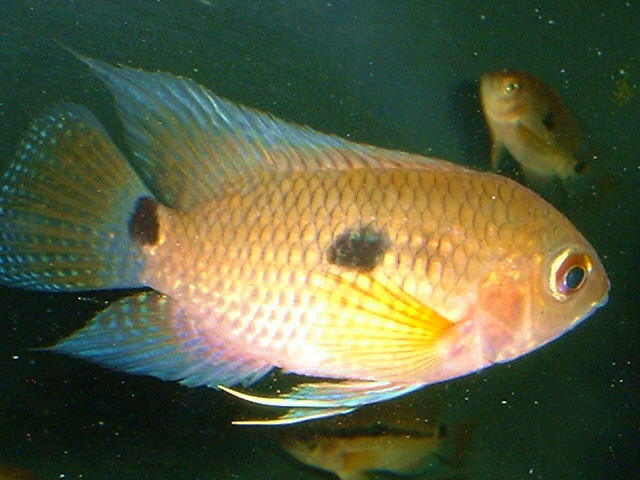 Cichlasoma amazonarum