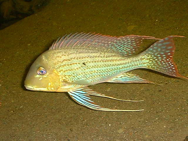 Geophagus altifrons Xingu