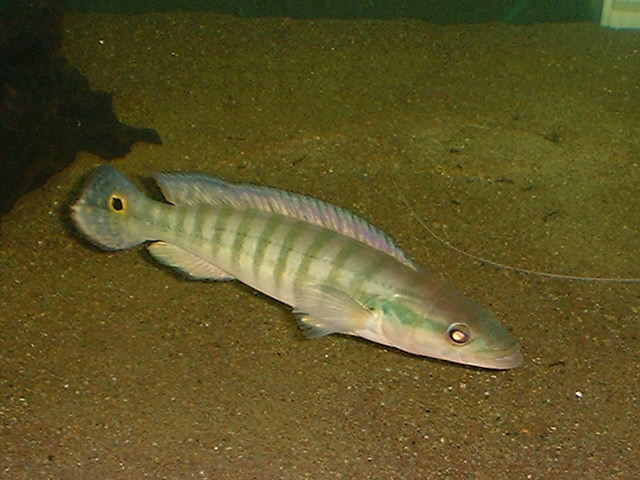 Crenicichla cincta