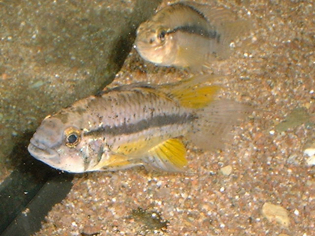 Apistogramma atahualpa Sunset