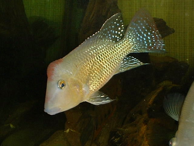 Geophagus steindachneri