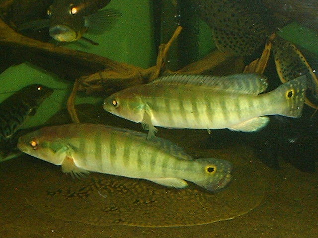 Crenicichla cincta Paar