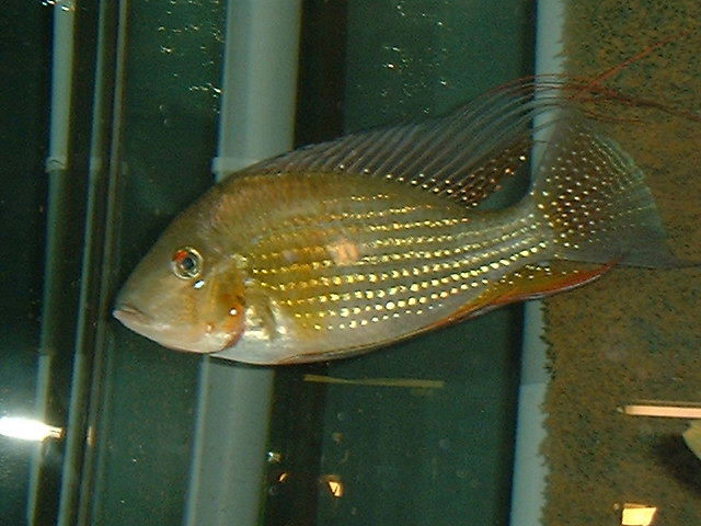 Acarichthys heckelii