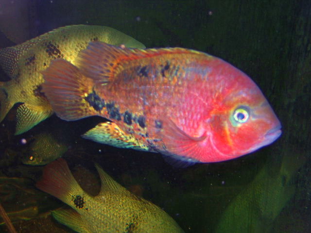 Vieja synspila