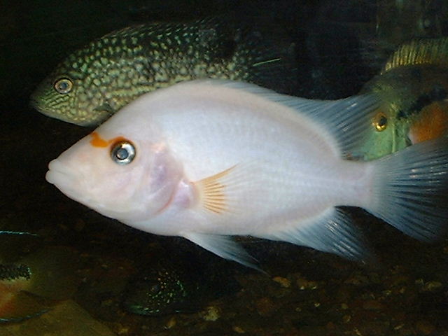 Amphilophus labiatus