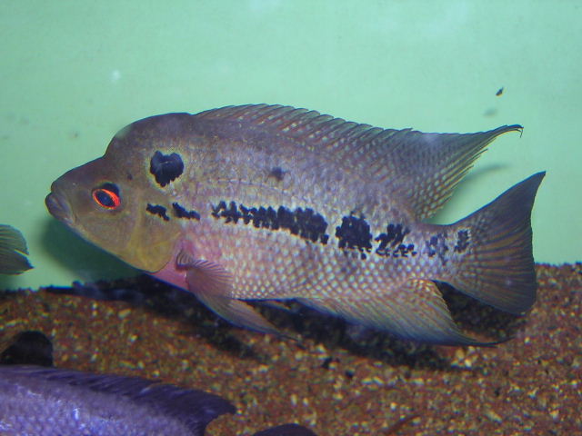 Amphilophus trimaculatus