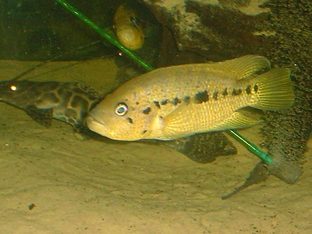 Nandopsis friedrichsthalii