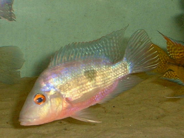 Amphilophus longimanus popenoei