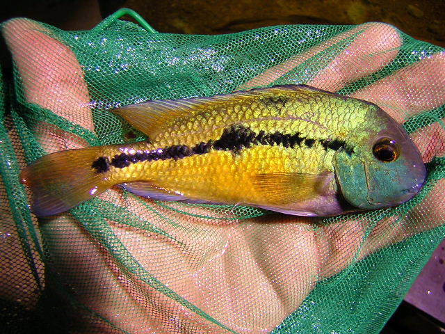 Copora nicaraguense