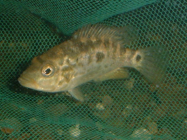 Nandopsis tetracanthus