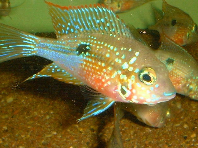 Thorichthys ellioti