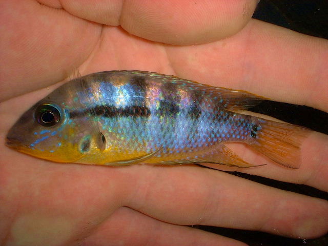 Thorichthys affinis