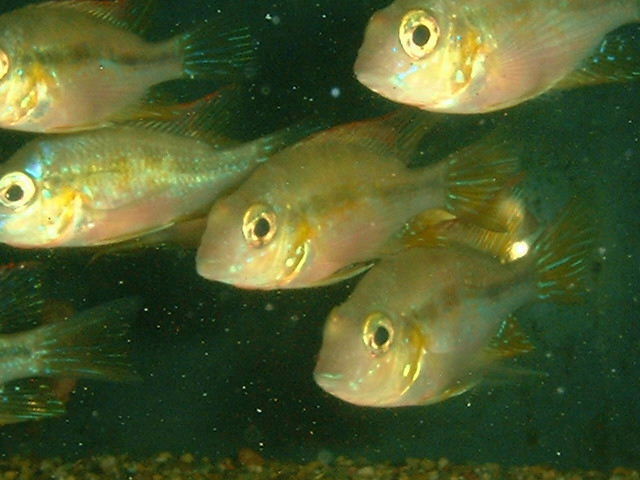 Thorichthys aureus 