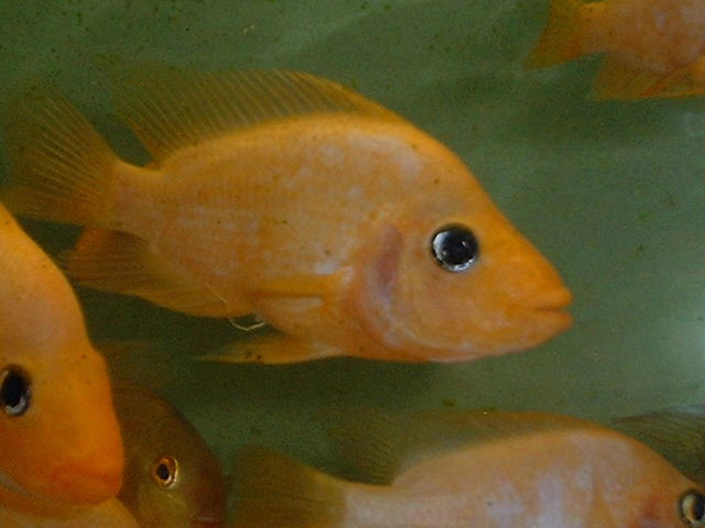 Amphilophus labiatus