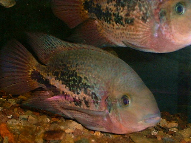 Vieja bifasciata Laguna Catazaja Mexico