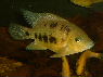 Herichthys bocourti