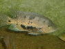 Herichthys pearsei Guatemala