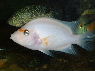 Amphilophus labiatus