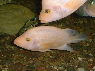 Amphilophus citrinellus